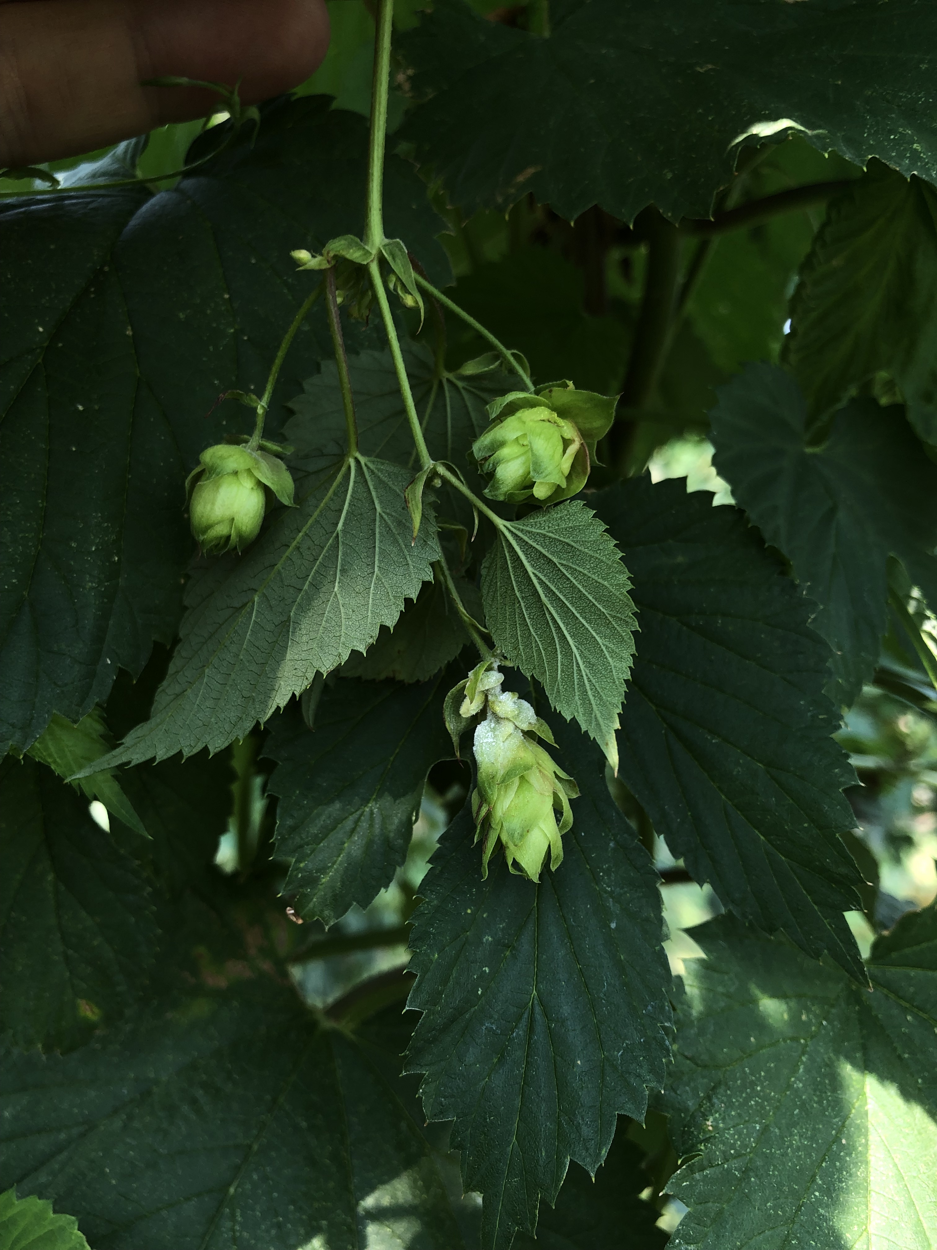 Powdery mildew on hops